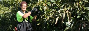 Smiling worker picking an avocado